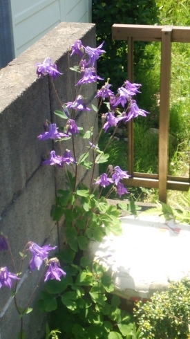 c0348784_11493182.jpg