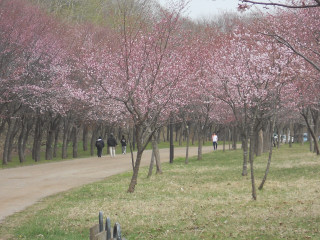 e0148889_16324221.jpg