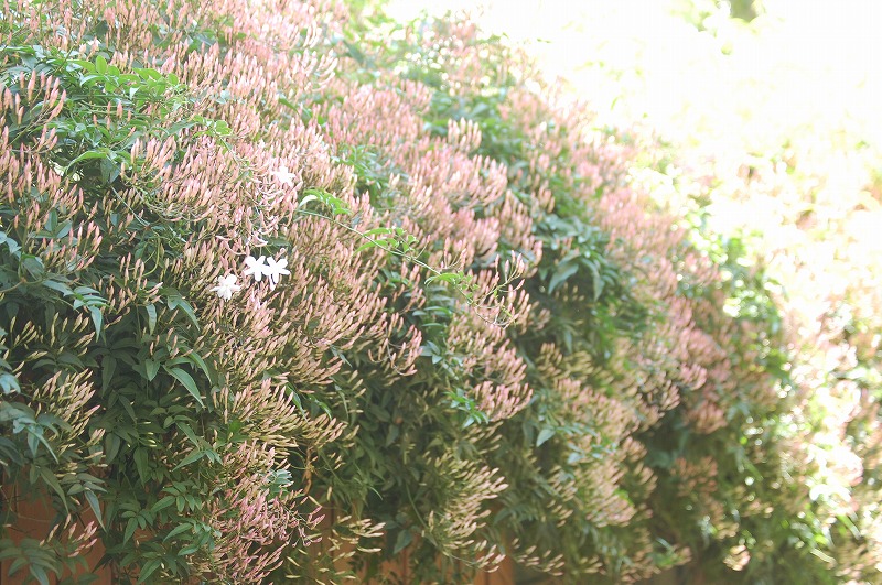 d0050290_16241123.jpg