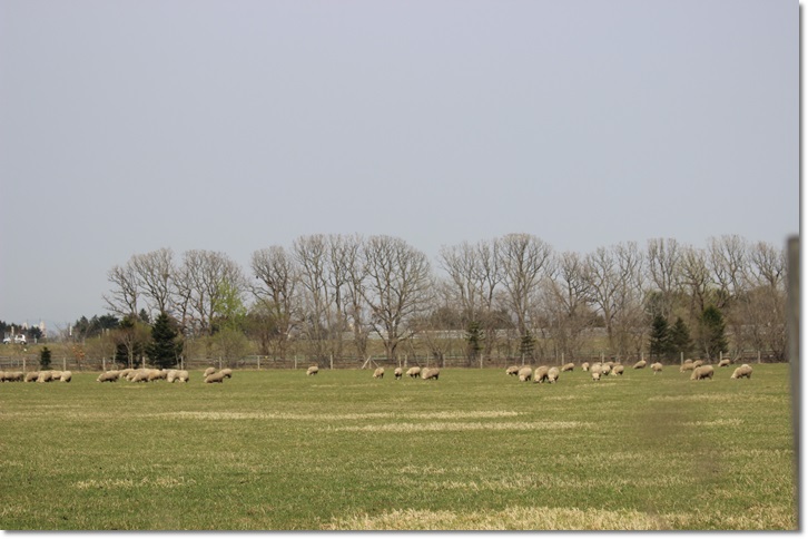 f0146493_1647043.jpg