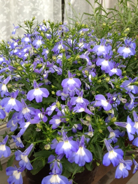 f0204295_8595743.jpg