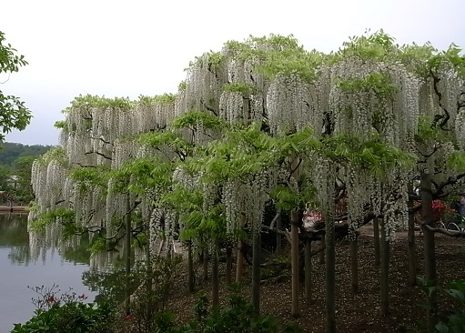 e0043700_19493659.jpg