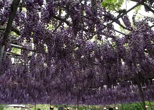 e0043700_1950893.jpg