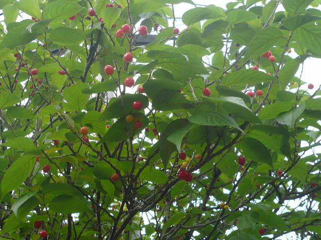 e0026017_13461252.jpg
