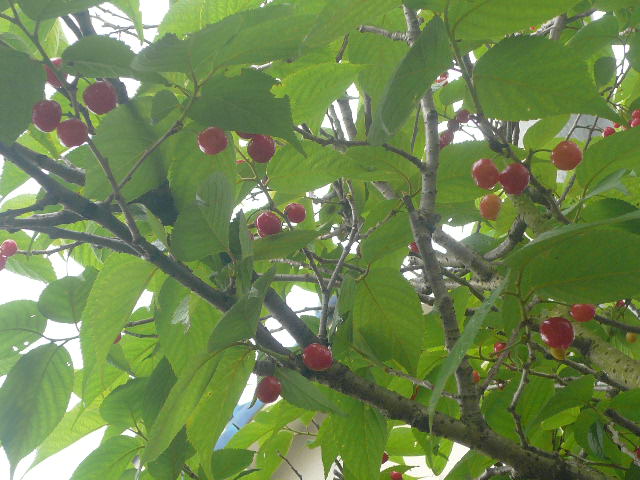 e0026017_13463419.jpg