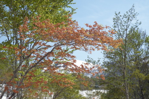 f0118332_12494260.jpg