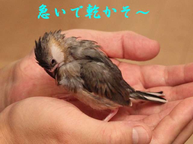 c0365734_22421479.jpg