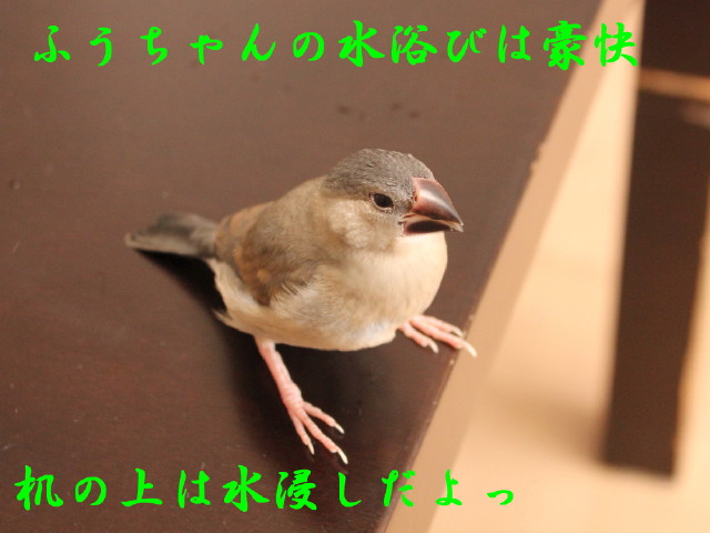 c0365734_22441824.jpg