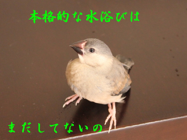 c0365734_22451326.jpg