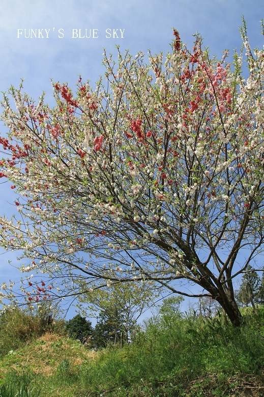 c0145250_16535044.jpg