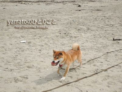 a0286855_15375392.gif