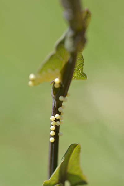 c0043361_2238342.jpg