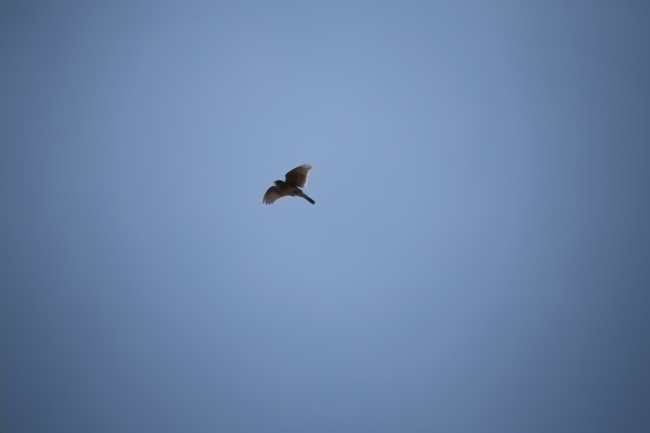 e0249878_19520077.jpg
