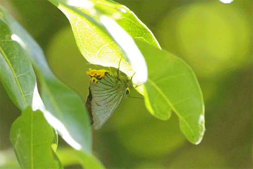 a0338085_22491458.gif