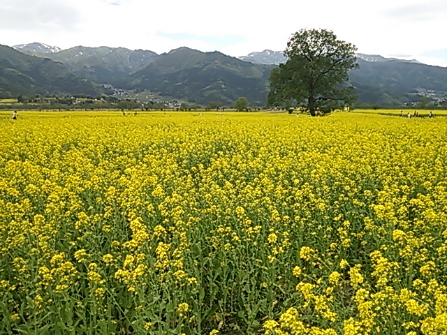 a0229491_1055625.jpg