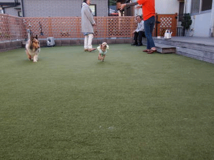 a0338800_22311121.gif