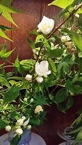 c0280206_734797.jpg