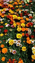 c0280206_78165.jpg