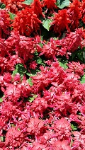 c0280206_784494.jpg