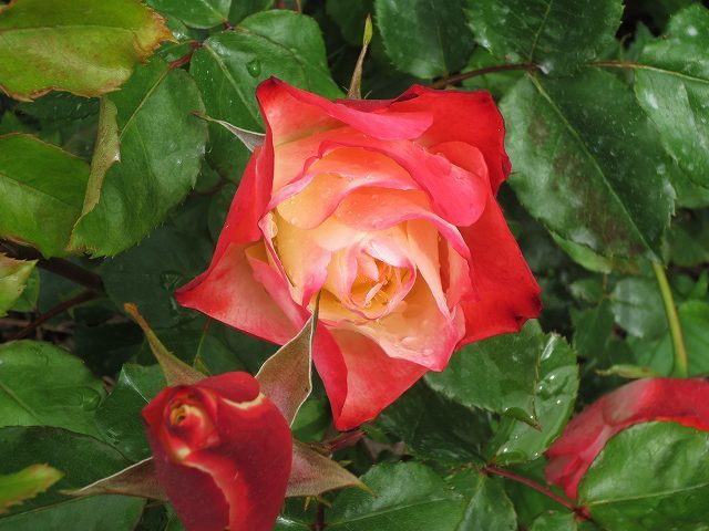 b0064411_20544576.jpg