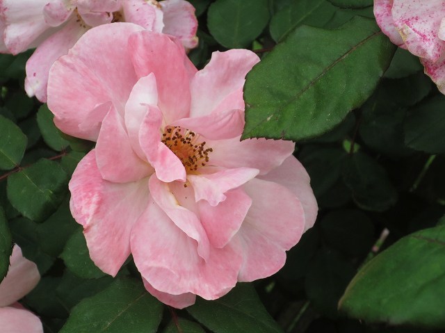 b0064411_21511617.jpg