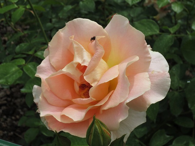 b0064411_21511666.jpg