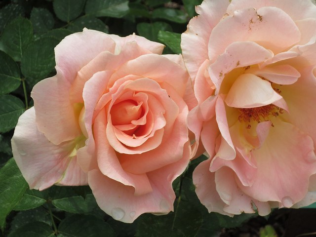 b0064411_21511696.jpg