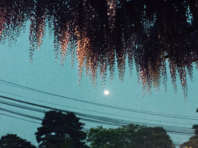 e0135219_24718100.jpg