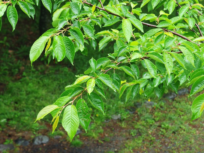 d0032222_10215215.jpg