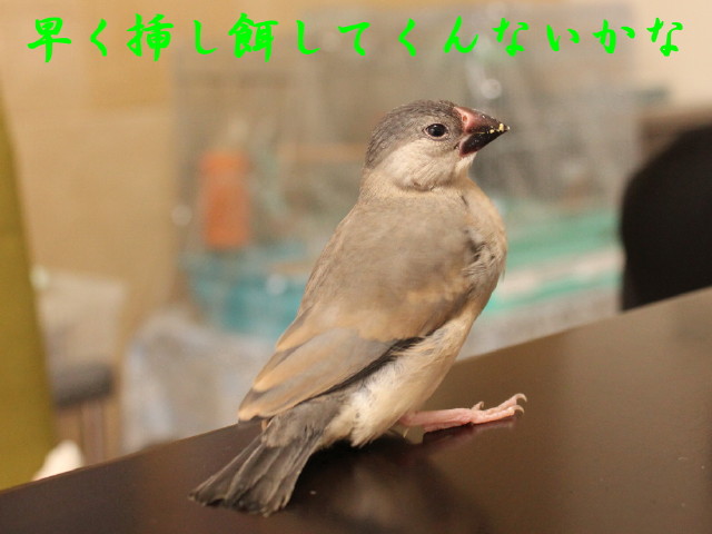 c0365734_21592549.jpg