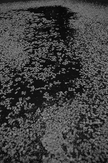 d0165741_16243460.jpg