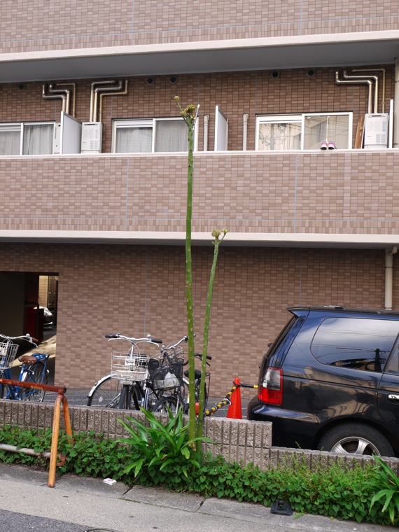 d0089742_0331785.jpg