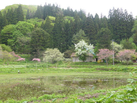 b0238249_2005659.jpg