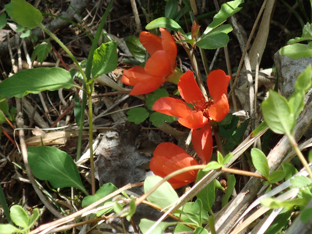 f0214649_452235.jpg