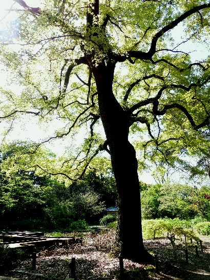 春の京都　（四）　　京都府立植物園（一） - 野に咲く北国の花