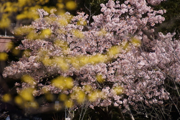 c0168984_20551407.jpg