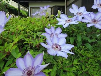 b0084186_16135399.jpg