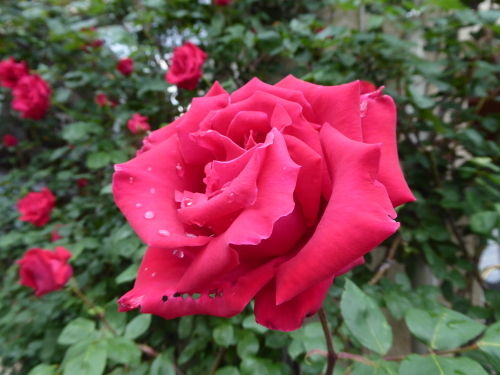 b0321595_00305765.jpg