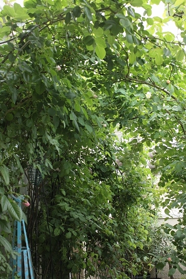 e0209997_9362985.jpg
