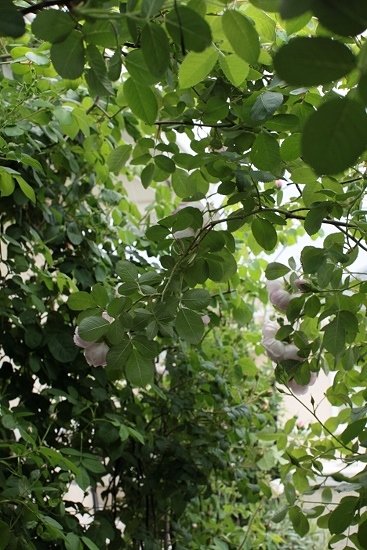 e0209997_9364915.jpg
