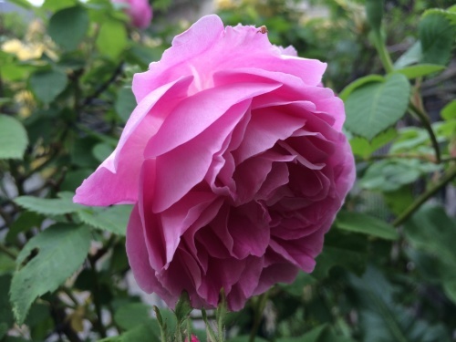 f0201297_06110123.jpg