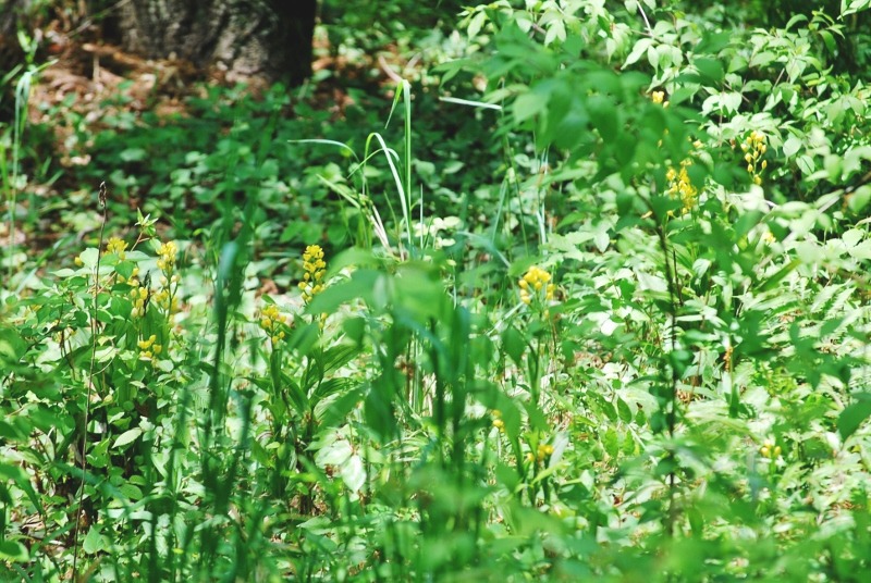 e0025300_1649257.jpg
