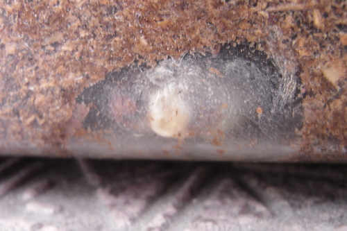 c0337631_11461048.jpg