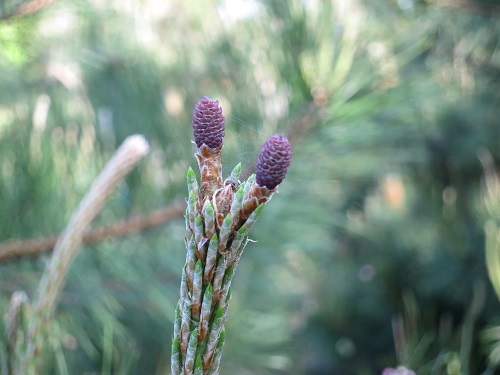 a0317336_9413951.jpg