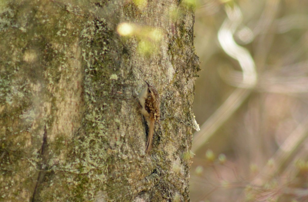 c0349842_16455922.jpg