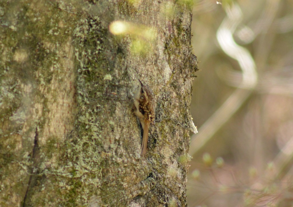 c0349842_16460711.jpg