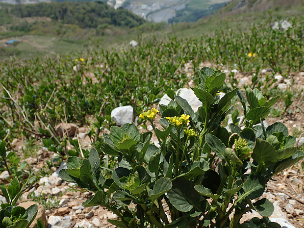 f0214649_348278.jpg