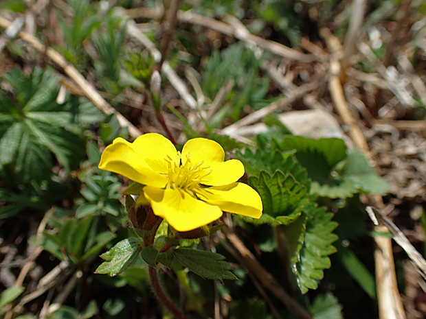 f0214649_3594783.jpg