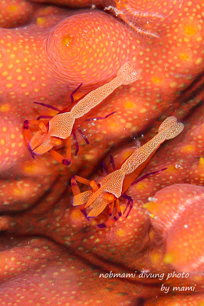 d0237353_8362744.jpg