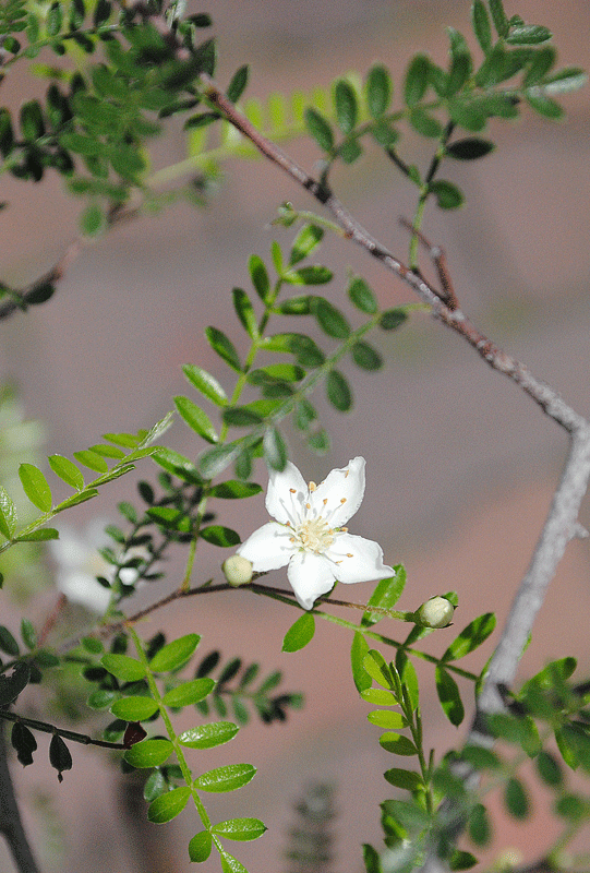 a0001354_22122645.gif